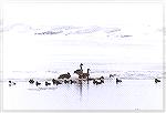 A mixed group of Canada Geese and assorted ducks huddling in the ice of the Rondeau Bay. Far left a Common Goldeneye.

Erieau, ONGeese, DucksSonja Schmitz