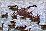 A Canada Goose in flight above swimming ones.

Erieau, ONCanada GooseSonja Schmitz
