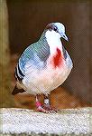 A captive and tame Bleedingheard Dove living in the tropical bird house.

Zoo Detroit, MI Bleedingheart DoveSonja Schmitz