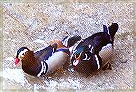 Male Mandarin and Wood Ducks sitting together, for easy comparison of the different colorful plumages.

Zoo Detroit, MI Mandarin&Wood DucksSonja Schmitz