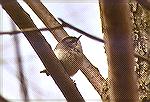 A Golden-crowned Kinglet having a rare rest.

Crane Creek Boardwalk, 
Maggee Marsh OH

Golden-crowned KingletSonja Schmitz