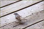 A Whitecrowned Sparrow, feeding on the deck below feeders at the visitor center.

Maggee Marsh, OH  


White-crowned SparrowSonja  Schmitz