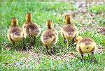 A row of very young Canada Goose babies waddling through the short curbside gras.

Ottawa NWR, OHCanada GooseSonja Schmitz