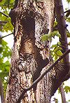 An Eastern Screechowl hiding in a hollowed tree.

Maumee Bay State Park, OHEastern Screech-owlSonja Schmitz