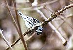 A Black-and-white Warbler doing it's funny antics.

Crane Creek Boardwalk,  
Maggee Marsh, OH  
Black-and-white WarblerSonja Schmitz