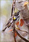 A male Yellow-rumped Warbler in his pretty spring plumage checks out a birch for insects.

Toussaint Marsh, OH  


Yellow-rumped WarblerSonja Schmitz