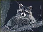 Raccoon in a tree - photographed at night with a flash.
This small animal with a bushy, ringed tail is active at night, living mostly in trees by day.