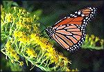 Monarch butterfly - beautiful orange and black insect, sometimes called the "milkweed butterfly" because its larvae dine exclusively on this plant.  The monarch needs no camouflage because it takes in
