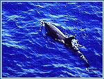 A pacific Spotted Dolphin playing in a boat's wake off the Kona Coast of Hawaii. Copyright 2000 Mike Plaia.