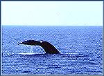 A sperm whale diving in the waters off Kona Hawaii. Copyright 2000 Mike Plaia.