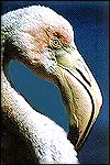 Greater Flamingo of the Galapagos, found in salty lagoons. Along the bill are little lines called lamellae - anatomical structures that serve as sieve plates for filtering food from the brackish water