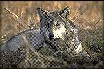 The gray wolf is a highly intelligent, social animal that lives in groups known as packs. The pack is usually comprised of a dominant male and female pair, their offspring, and other adult members. Th