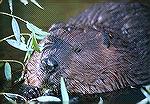 Beavers are social animals that live and work in family groups. They build elaborate lodges made of sticks and mud. Female beavers have between 3 and 4 kits per litter. Once in decline in the 1800s, b