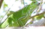 Iguana photographed at Synder Park in Fort Lauderdale, Florida USA.