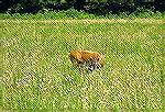White tail deer are plentiful in the Smoky
Mountains of Tennessee.  This particular 
photo was taken at Cades Cove.