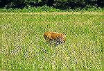 White tail deer are plentiful in the Smoky
Mountains of Tennessee.  This particular 
photo was taken at Cades Cove.