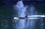 Sometimes called Orca''s these whales are
very active in the Waters along Alaska where
these picture was taken.