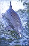 Everglades City offers a boat ride to see
the wildlife of the Everglades.  This one
was jumping very close to our boat.