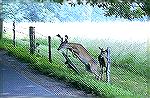 The person who framed this picture for me
asked "if the deer made it over the fence.
This deer at Cades cove, Tennessee jumped
the fence with ease.