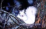 Brevard North Carolina in the Blue Ridge
Mountains is the home of this white Squirrel.
They were brought in from outside of this area.
This is definitely not an albino.
