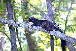 The Eastern Fox Squirrel is very illusive.
We found this one in Piedmont National Wildlife 
Refuge in Georgia.