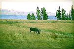 Yellowstone national Park is the home to
many species of wildlife.  This picture
was taken just after the fire in the early
90''s.