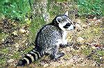 Though Racoons are normally nocturnal,
this one came out in Joe Wheeler state
Park in Alabama for a Photo Op.