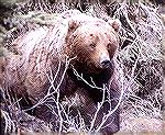 Grizzly bears are very active in Denali
National Park in Alaska.  This bear had 
just missed an opportunity of getting a
Moose when I snapped this photo from the
Bus window of course.
