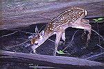 This young Fawn was still struggling
to stand at Francis Beidler Four Holes
Swamp Sanctuary in South Carolina.