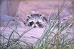 This Racoon had just snook into my back yard in
Norcross Georgia when I caught this picture
of him peeking out.