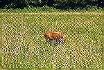 Mother Fawn Nursing baby at Cades Cove
Smokey Mtn. national Park, Tenn.