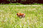 Photo taken in Cades Cove, Smokey Mountain
National Park, Tenn.