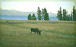 Moose Standing in front of Lake Yellow-
Stone.