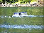 Picture Taken In waters close to Juneau
Alaska.