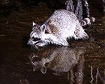 This Racoon was looking for food at
J. N. Ding Darling NWR near Sanibel
Island Florida.Racoon &ReflectionSteve Slayton copyright 2003