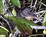 These two young gators were huddled
together at Anhinga Trail in Everglades
National Park.Gator BuddiesSteve Slayton copyright 2003