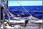 Mako shark aboard the Makomania II.

Copyright 1999 by Mike Plaia. No reproduction without permission.

