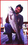 Striped bass caught aboaad the Makomania II.

Copyright 1999 by Mike Plaia. No reproduction without permission.
