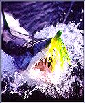 Mako shark caught off Long Island.

Copyright 1999 by Mike Plaia. No reproduction without permission.
 

