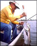 Inky Moore of Newville, Pennsylvania shows off a nice bluefish taken not far from the Chesapeake Bay Bridge near Baltimore, Maryland. Fish hit a surface popper.