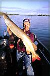 A musky like this one is the dream of every freshwater angler.