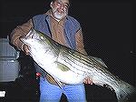 Caught 12/15 Chesapeake Baty Bridge Tunnel on live eel