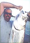 Tarpon caught March 2000 by Less during one of our Fishing expedition in Nicaragua around 150lb , Fish has been out of the water 20 second and release...To learn more on my fishing expedition and for 