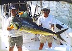 This is a 63.2 lb dolphin caught out of Port Canaveral, Fl.