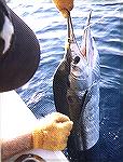 The good side of a 85" Sailfish caught on a live 4# Blue Runner off of Fowey Light, Miami. Notice #4 wire wrapped around bill. Thats what caught him!