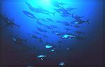 Group of tuna in  waters off Favignana, Sicily. Depth 22 meters. Swimming TunaNOAA