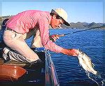 Joe Reymolds lands a chunky white bass from Lake Pleasant in Arizona. Reynolds caught the fish on fly rod using a white streamer. AZ White BassTM - Tony Mandile