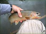 Bob Porter with a georgous West Slope Cuthroat.