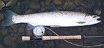 Photo of a fine little summer run steelhead, caught in western Washington in August, 2001.
