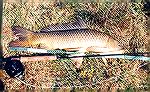 7 pound carp, catched on an orange wooly buggercarpfrancisco garcia